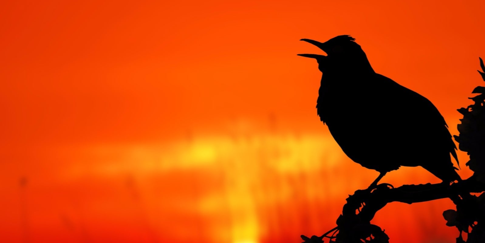 6 Interesting Ways You Can Use Twitter Polls