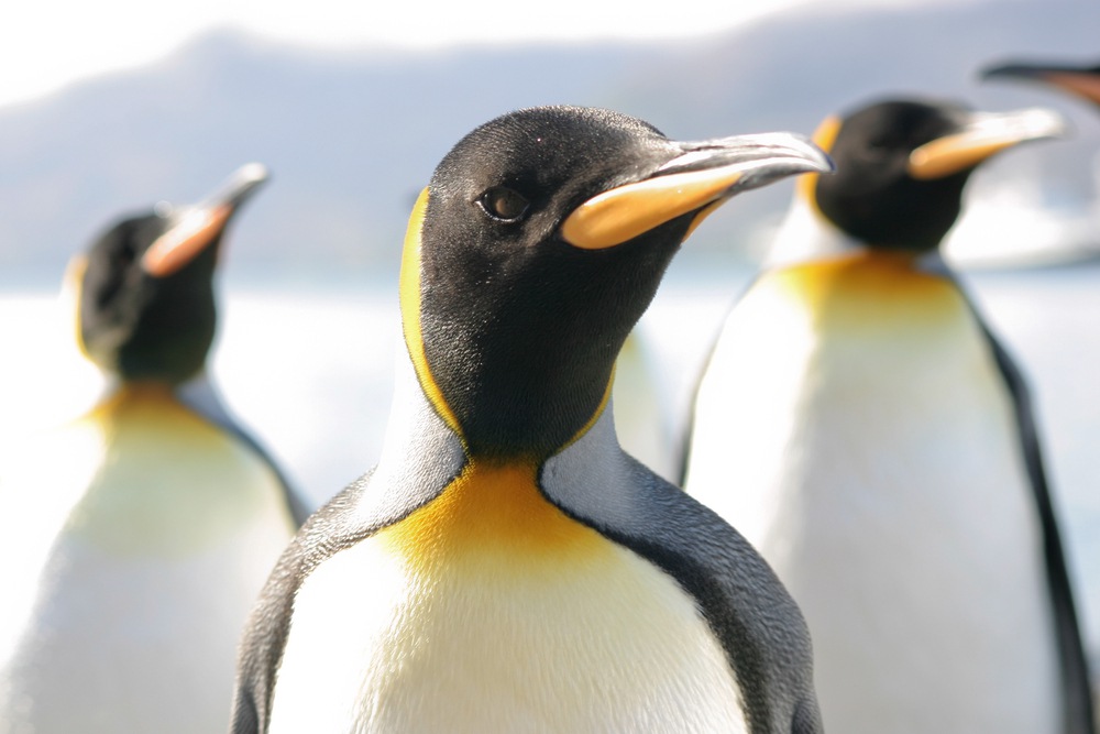Don't Get in a Flap: Your Penguin 3.0 Survival Guide | SEJ
