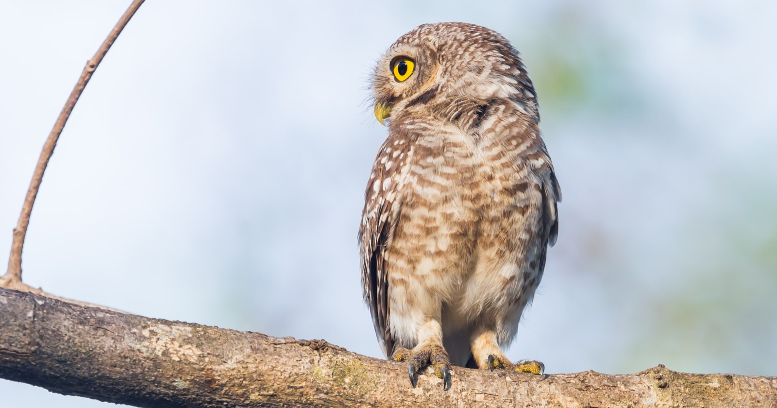 4 Easy Steps to Effective Guest Blogging That Will Make Google Happy